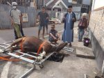 Setelah Sholat Iduladha, Masjid Al Ikhlas Prima Griya Sembelih 6 Ekor Sapi Qurban