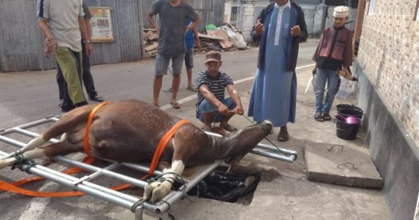 Setelah Sholat Iduladha, Masjid Al Ikhlas Prima Griya Sembelih 6 Ekor Sapi Qurban