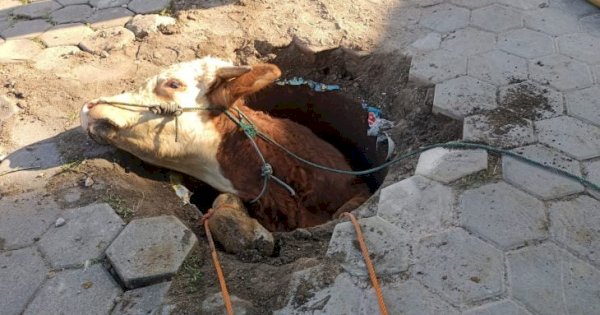 Operasi Penyelamatan Sapi Qurban yang Terjeblos Lubang Penyembelihan