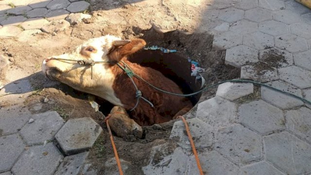 Seekor sapi qurban terjeblos di dalam lubang penyembelihan di Masjid Noor Pakuningratan Yogyakarta, Minggu (10/07) ||Twitter @ndorokakung
