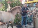 Kekurangan Bantuan Kuda Jeneponto Akhirnya Diselesaikan
