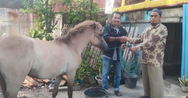 Kekurangan Bantuan Kuda Jeneponto Akhirnya Diselesaikan
