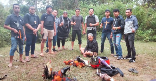 Operasi Pekat 2023, Polres Mamasa Gerebek Judi Sabung Ayam
