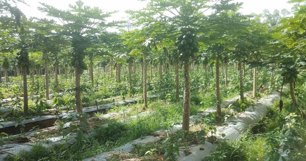 Kades Tamanagung Lirik Lahan Tidur untuk Ketahanan Pangan