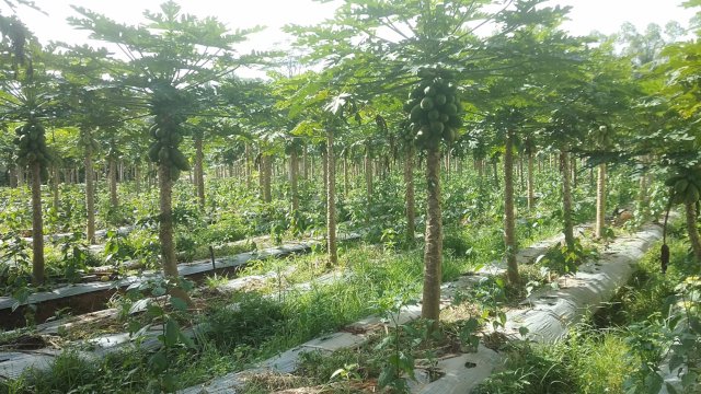 Kades Tamanagung Lirik Lahan Tidur untuk Ketahanan Pangan