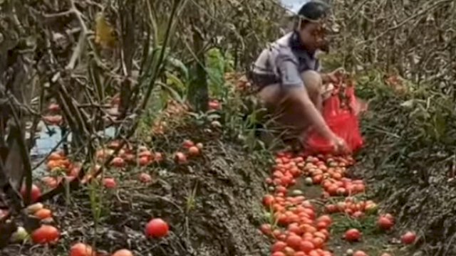 Petani Tomat Buang Hasil Panen, Legislator Firman Soebagyo: Kami Prihatin!