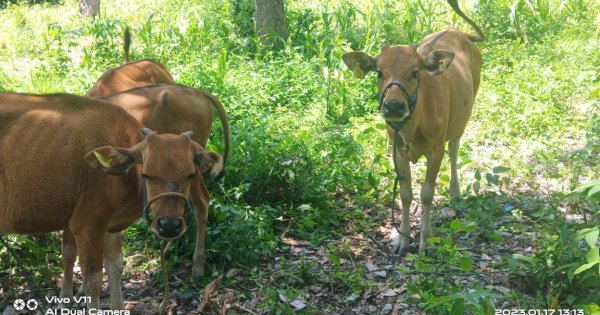 Klaim Dapat Restu Polres Jeneponto, Pemilik Tarik Kembali Sapinya dari Warga