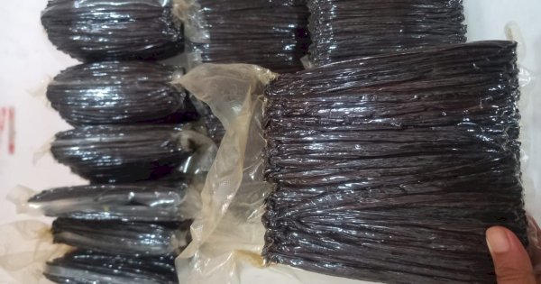 Dafe Spices Indonesia Sukses Pasarkan Vanili di Eropa, Ekspor dengan Pesawat Udara
