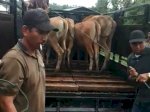 Pemasok Asal Gowa Tarik Puluhan Ekor Sapi Bantuan BPBD Jeneponto Lantaran Tak Dibayarkan