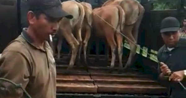 Pemasok Asal Gowa Tarik Puluhan Ekor Sapi Bantuan BPBD Jeneponto Lantaran Tak Dibayarkan