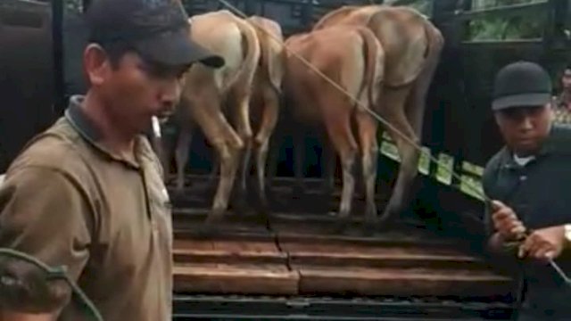 Pemasok Asal Gowa Tarik Puluhan Ekor Sapi Bantuan BPBD Jeneponto Lantaran Tak Dibayarkan