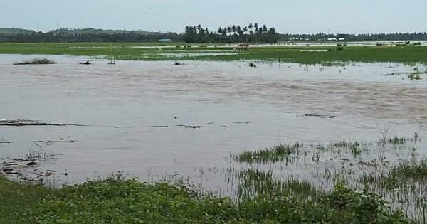 Banjir Sulsel Sebabkan Ribuan Hektare Sawah Gagal Panen, Wajo Terparah