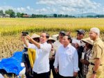Penuh Tawa, Jokowi Selfie Bareng Prabowo dan Ganjar di Panen Raya Jateng