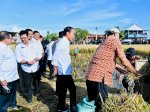 Maros Lumbung Beras Sulsel, Presiden: Surplus Panen Bisa untuk Daerah Lain