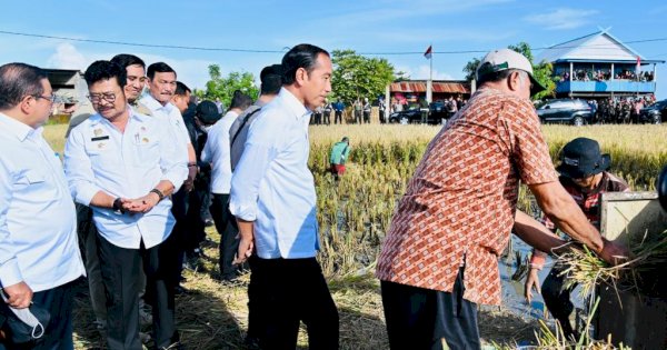 Maros Lumbung Beras Sulsel, Presiden: Surplus Panen Bisa untuk Daerah Lain
