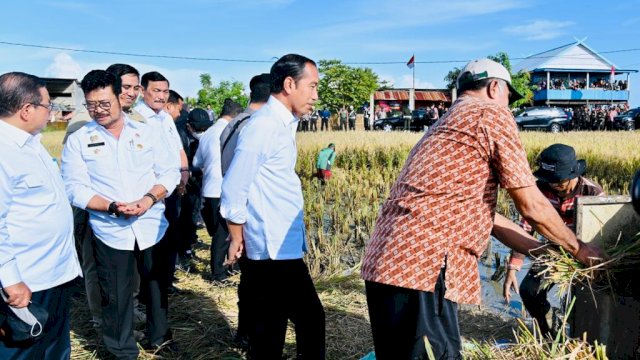 Presiden Jokowi hari kedua di Sulsel kunjungi panen padi di Maros, Kamis (30/3). Dok. Biro Pers