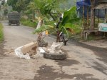 Jalan Berlubang, Warga Lojirejo Gulon Magelang Tanam Pohon Pisang