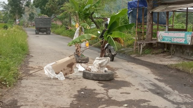 Jalan Berlubang, Warga Lojirejo Gulon Magelang Tanam Pohon Pisang
