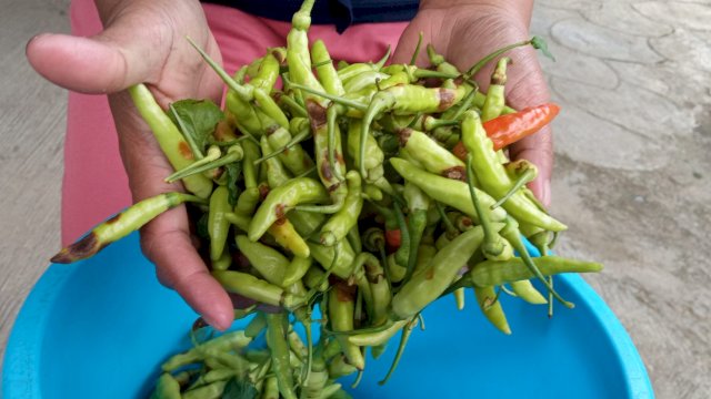 Kabar Duka Datang dari Petani Cabai di Pandanretno Kajoran, Begini Ceritanya