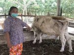 PD RPH Ingatkan Masyarakat Waspada Penyakit Sapi Jelang Idul Qurban