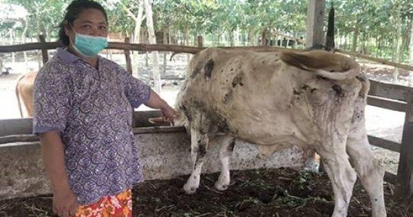 PD RPH Ingatkan Masyarakat Waspada Penyakit Sapi Jelang Idul Qurban