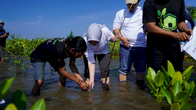 Pelindo Jasa Maritim Kolaborasi Dengan Komunitas Taman Mangrove di Pantai Pokko