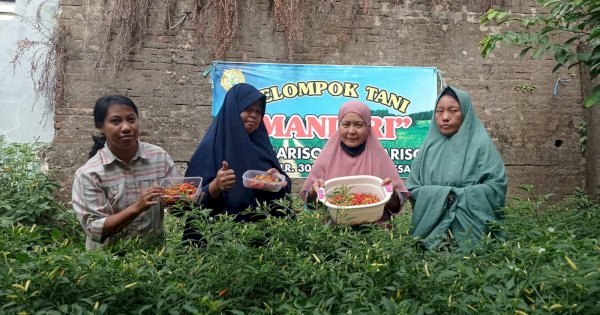 Manfaatkan Lahan Tidur, Warga Mariso Hasilkan Rp500 Ribu dari Tanam Cabai