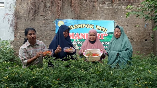 Manfaatkan Lahan Tidur, Warga Mariso Hasilkan Rp500 Ribu dari Tanam Cabai