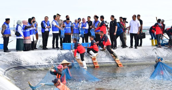 Wapres RI Akui 4 Bulan Terakhir Ekspor Udang Berkontribusi Signifikan