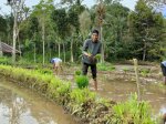 Mattaneng, Budaya Gotong Royong Tanam Padi di Assipettungnge yang Masih Terjaga