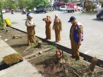 DLH Makassar Geram 4 Pohon Ketapang Ditebang di Jl Boulevard