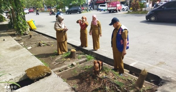 DLH Makassar Geram 4 Pohon Ketapang Ditebang di Jl Boulevard