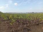 Mangrove yang Ditanam SPJM Tumbuh Subur