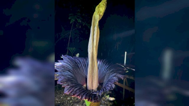 Bunga Bangkai (Amorphophallus Titanium) yang ditemukan mekar sempurna. Foto:Istimewa 