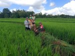 Peduli dengan Warga Binaannya, Babinsa Koramil 1411-02 Lakukan Komsos di Sawah