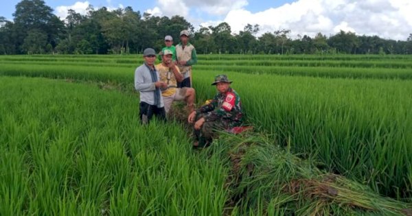 Peduli dengan Warga Binaannya, Babinsa Koramil 1411-02 Lakukan Komsos di Sawah