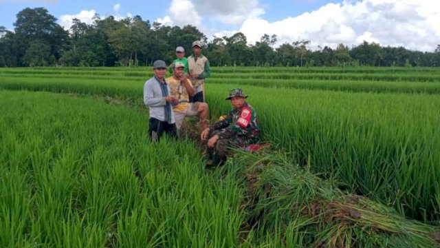 Serma Amrullah bersama warga binaan petani di Lingkungan Batupangka Kelurahan Palampang Kecamatan Rilau Ale. Foto:Istimewa 