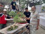 PPBI Lutra Gelar Festival Bonsai HUT RI, Diikuti 400 Peserta
