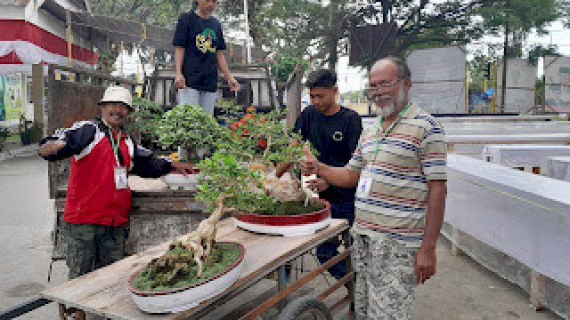 PPBI Lutra Gelar Festival Bonsai HUT RI, Diikuti 400 Peserta