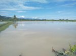 Sungai Rarani Dangkal, Ancam Pendapatan Petani Tambak di Sulawesi Barat
