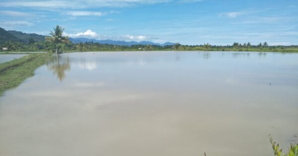 Sungai Rarani Dangkal, Ancam Pendapatan Petani Tambak di Sulawesi Barat