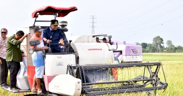 Pinrang Pesta Panen Padi di Musim Kemarau, Pj Gubernur Optimistis Surplus 2 Juta Ton
