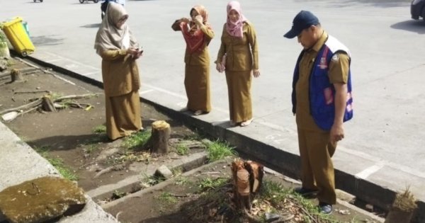 DLH Makassar Tindak Lanjuti Laporan Penebangan Pohon Ilegal di Jalan Boulevard