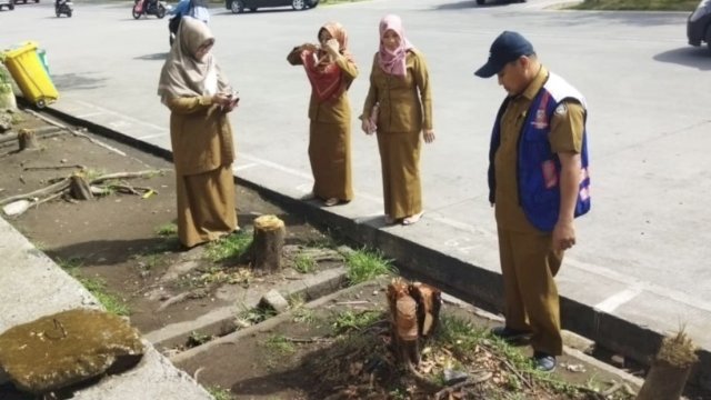 DLH Makassar Tindak Lanjuti Laporan Penebangan Pohon Ilegal di Jalan Boulevard