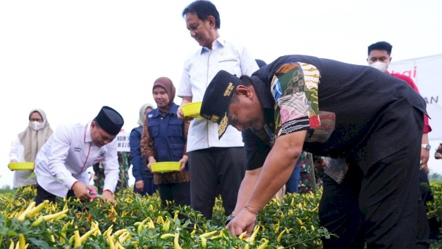 PJ Gubernur Sulsel ikut melakukan panen cabai di Wajo. Foto: dok Humas