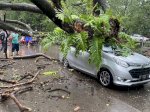 Angin Kencang beserta Hujan, Camat Ben Ingatkan Warga Tidak Parkir Kendaraan Dekat Pohon Besar