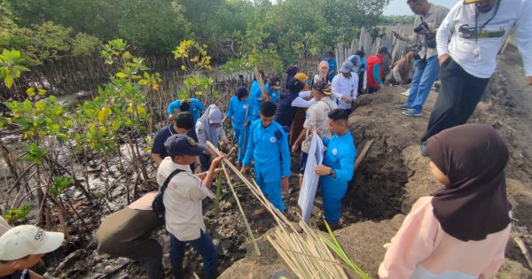Peringati Hari Nusantara, DKP Sulsel Tanam 78 Ribu Mangrove di Bone
