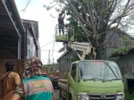 DLH Langsung Pangkas Pohon Rindang Usai Dilaporkan Oleh Pakandatto’