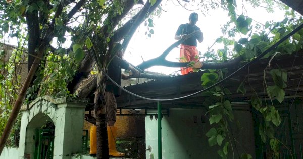 Akibat Hujan Deras & Angin Kencang, Ada 44 Lokasi Pohon Tumbang di Sterilkan DLH Makassar