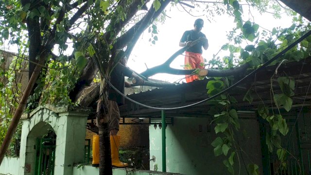 Akibat Hujan Deras &#038; Angin Kencang, Ada 44 Lokasi Pohon Tumbang di Sterilkan DLH Makassar